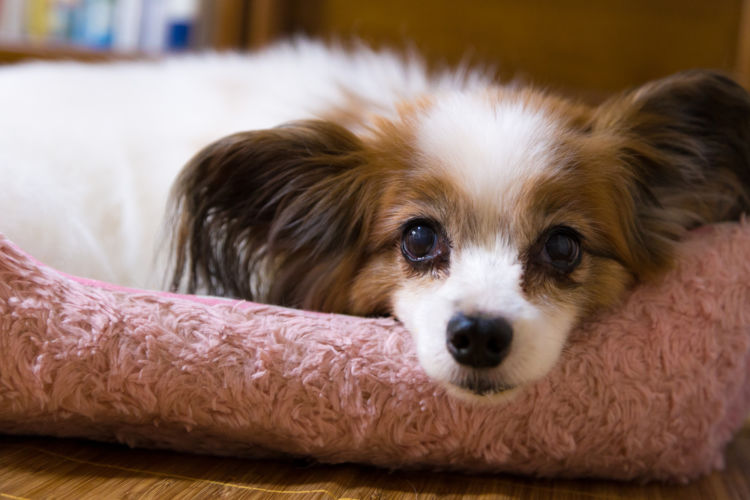 【老犬の寝たきり】まとめ