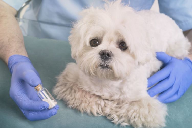 老犬 薬