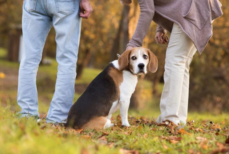 老犬の認知症対策②【軽い運動】
