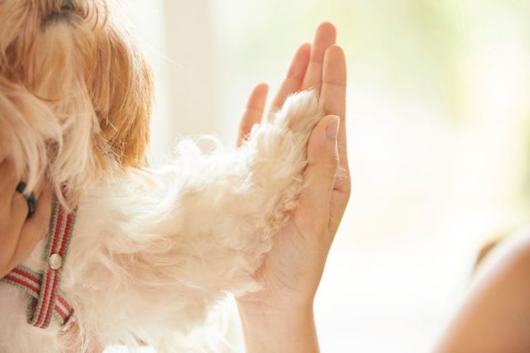 老犬の認知症対策③【マッサージ】