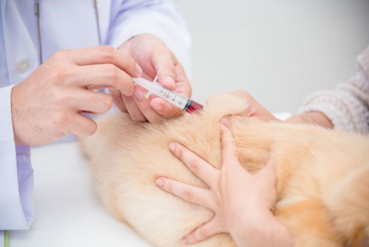 老犬 吠える 鳴く 検査