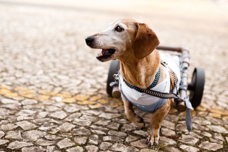 老犬 車椅子 寝たきり