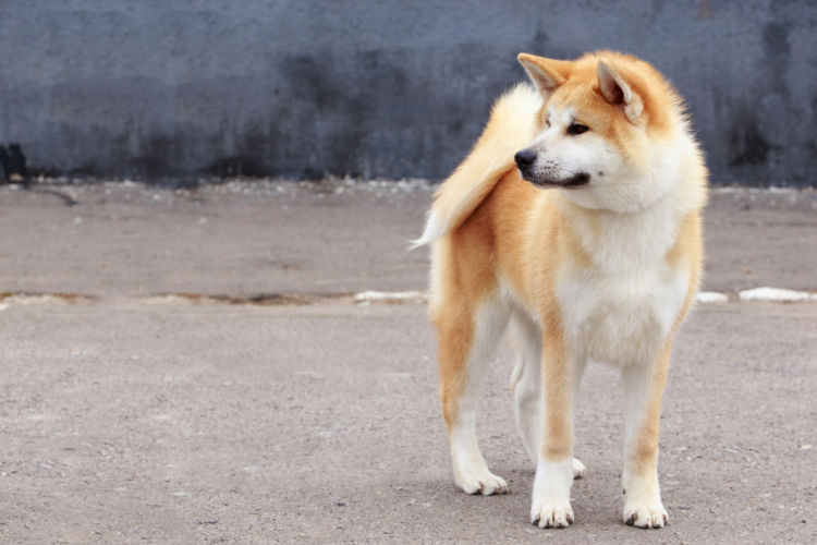 秋田犬 トイレ 高齢