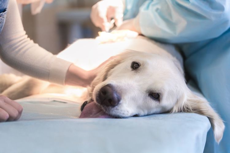 老犬のてんかん【すぐ動物病院へ行くべき場合】