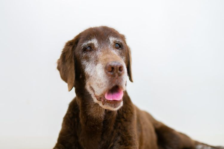 ラブラドール・レトリバー 老犬