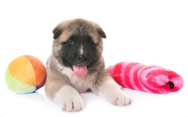 秋田犬 おもちゃ