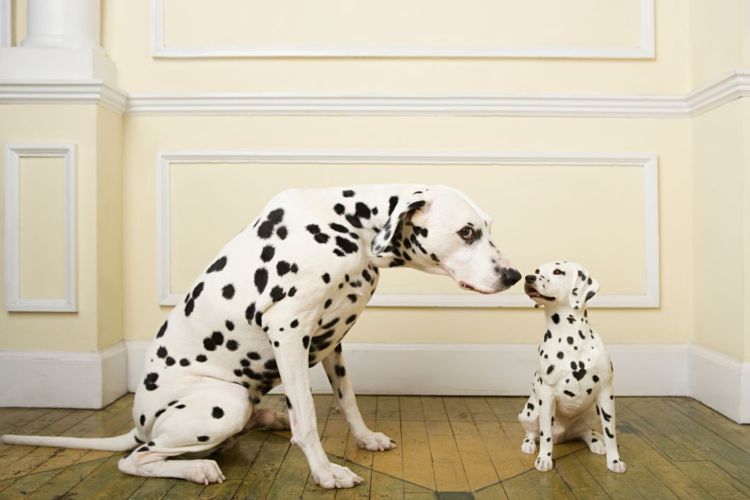 トイレトレーニングの注意点②【「子犬」と「成犬」、「オス」と「メス」の違い】