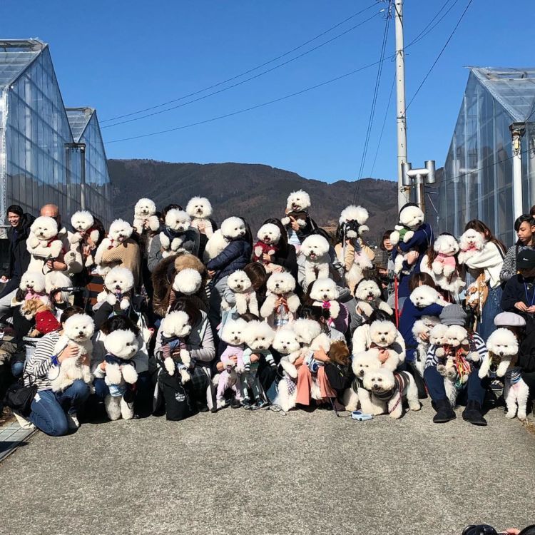 愛犬とのオフ会で利用するグループも(中島農園)