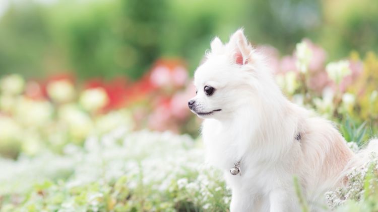 犬のトイレ(排泄)「しつけ」③【チワワ】
