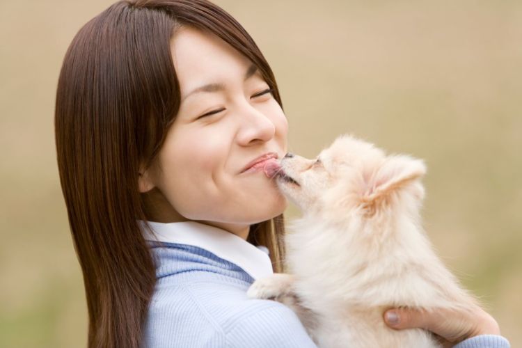 ポメラニアン 甘え好き 飼い主