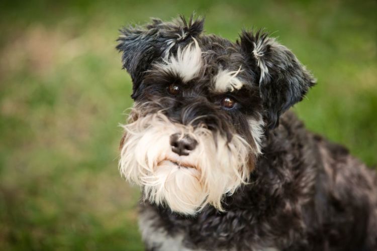 犬のトイレ(排泄)「しつけ」⑨【ミニチュア・シュナウザー】
