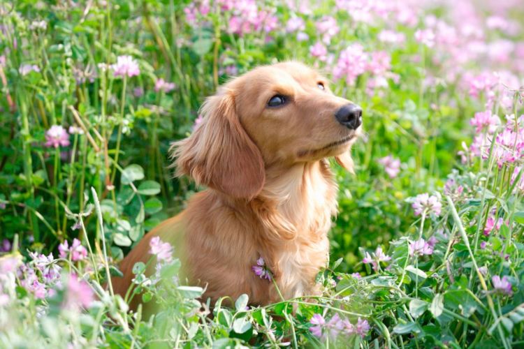 犬のトイレ(排泄)「しつけ」⑫【ミニチュア・ダックスフンド】