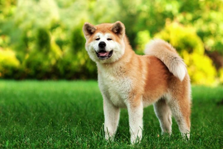 犬のトイレ(排泄)「しつけ」⑮【秋田犬】