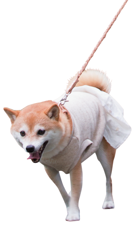 「初めての犬との生活は、わからないことがいっぱい!」