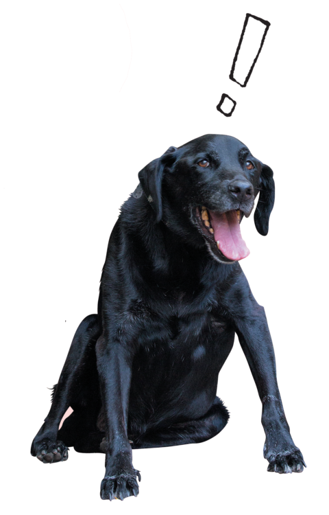 犬たちのホンネ2