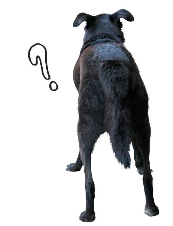 犬たちのホンネ3