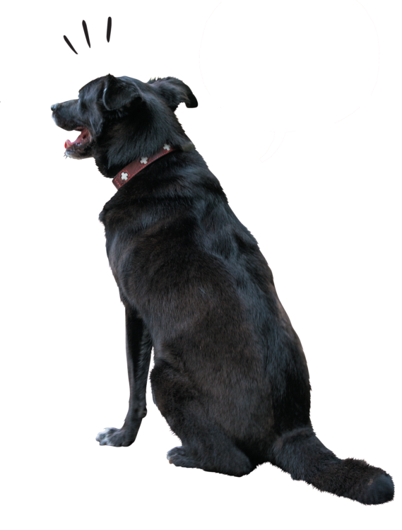 犬たちのホンネ4
