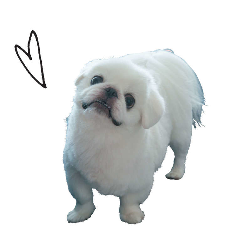 犬たちのホンネ1