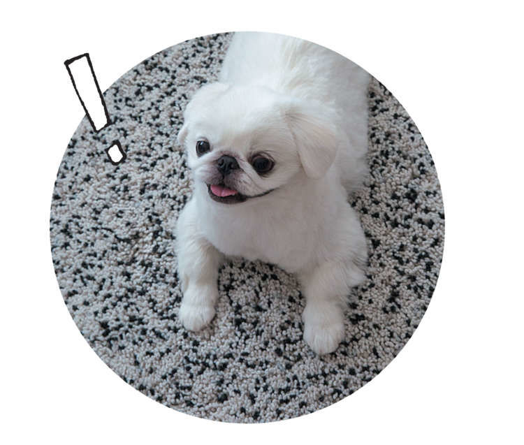 犬たちのホンネ2