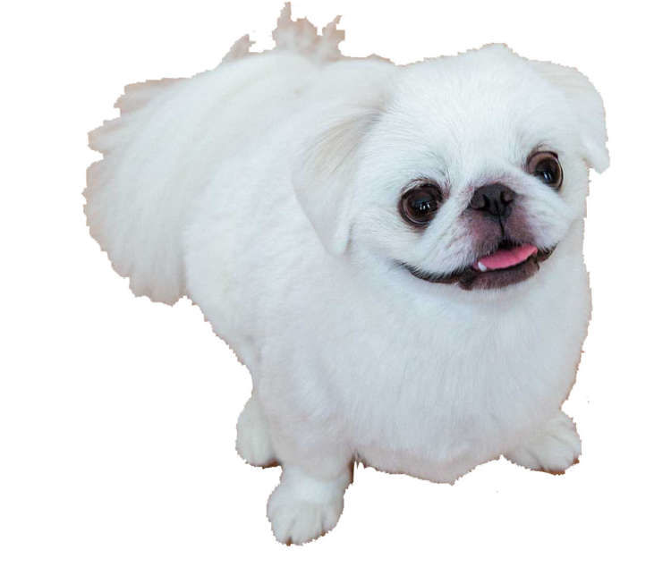 犬たちのホンネ3