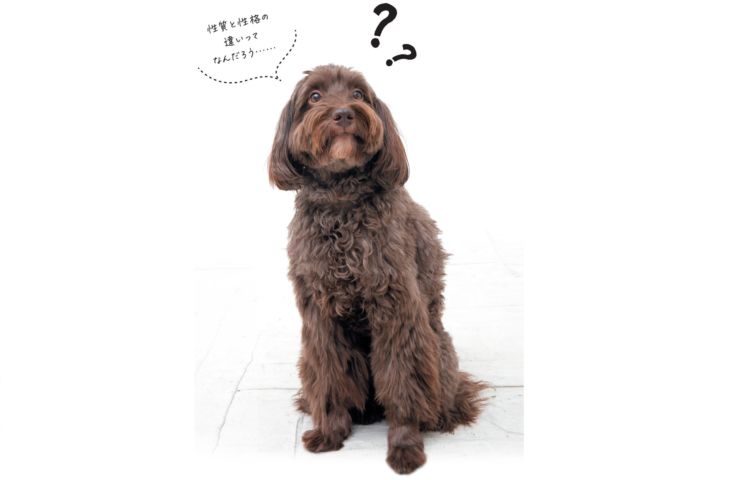 犬のルーツ、性質と性格を知ることが鍵なのです
