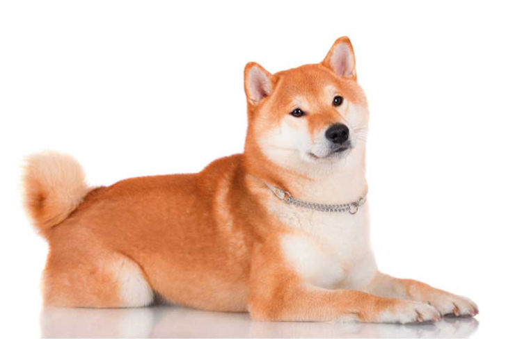 柴