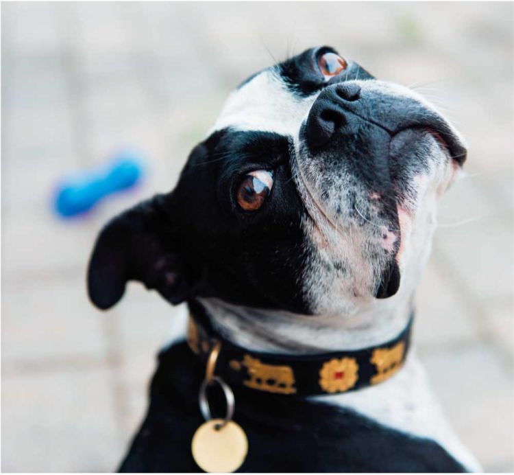 A. 愛犬が本当にほかの犬と遊ぶことを 望んでいるのかを考えましょう!