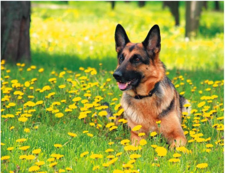 ワンドッグオーナーの性質を持つ犬かも。