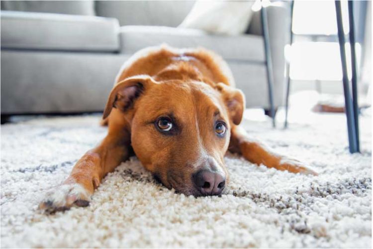 子犬の頃の怖い経験のせいかもしれません