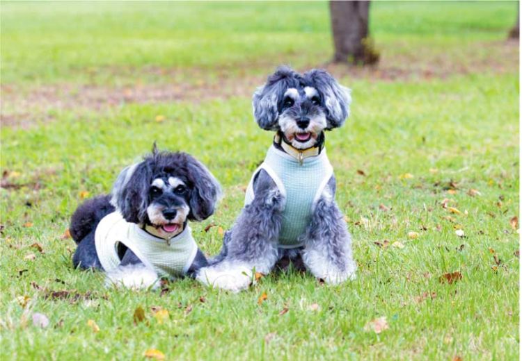 生まれたときの環境、子犬時代の過ごし方で変わる性格