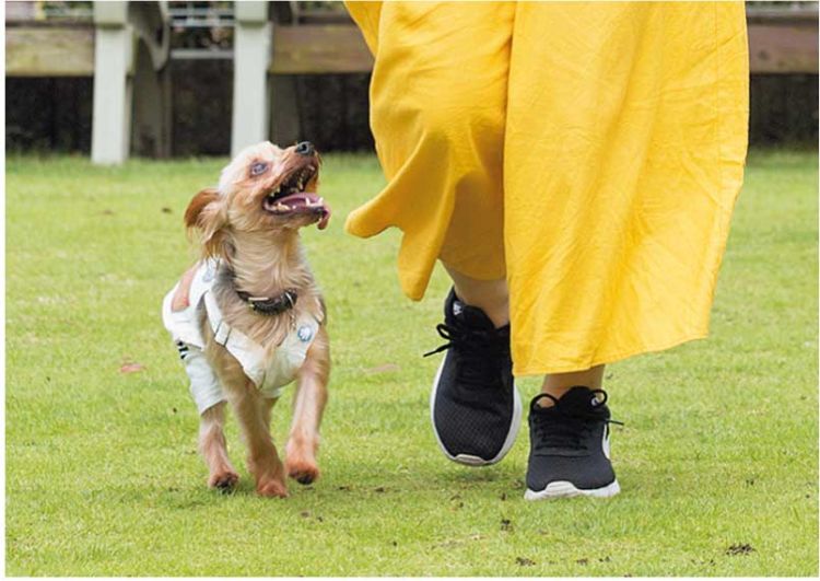 生まれたときの環境、子犬時代の過ごし方で変わる性格