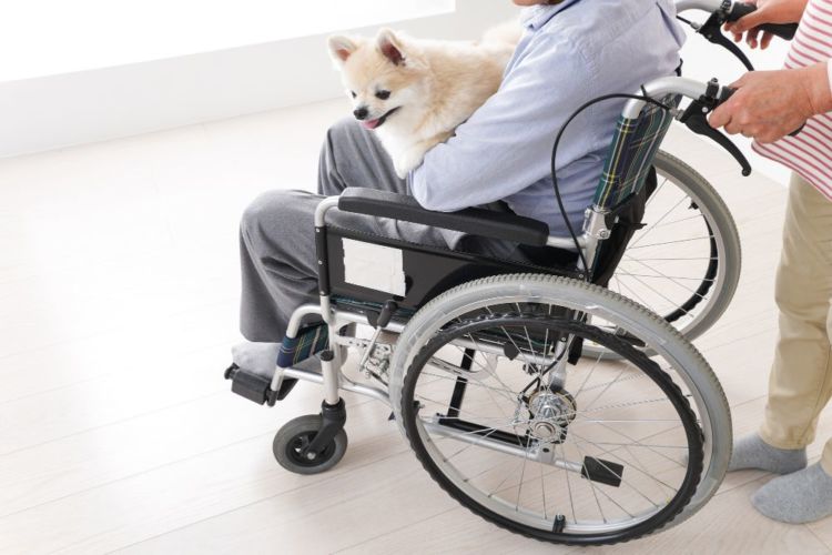 老老介護 飼い主 犬 高齢