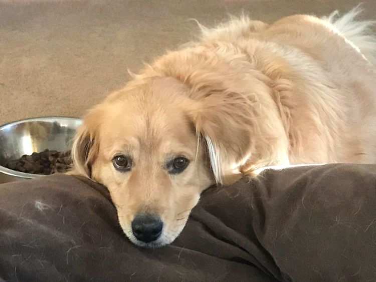 老犬のお困り事解消「お役立ち」④【ご飯食べない】