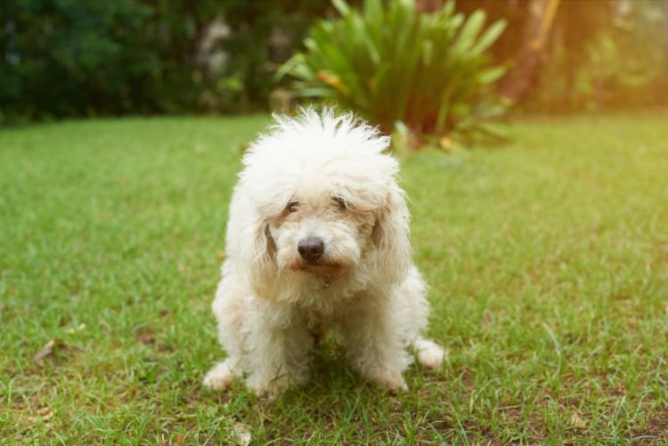 老犬のお困り事解消「お役立ち」⑤【下痢】