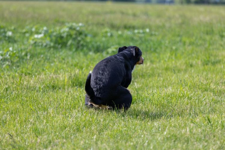 老犬の下痢【原因・理由】