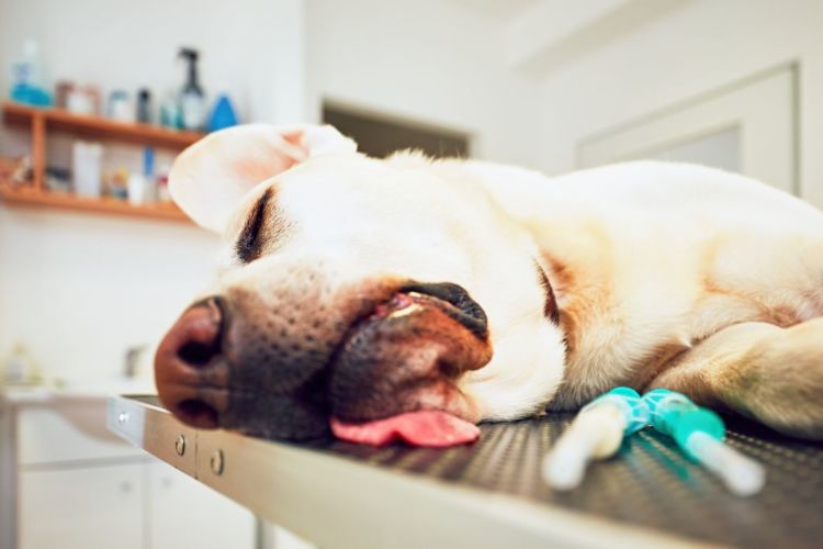 老犬 下痢 動物病院 受診
