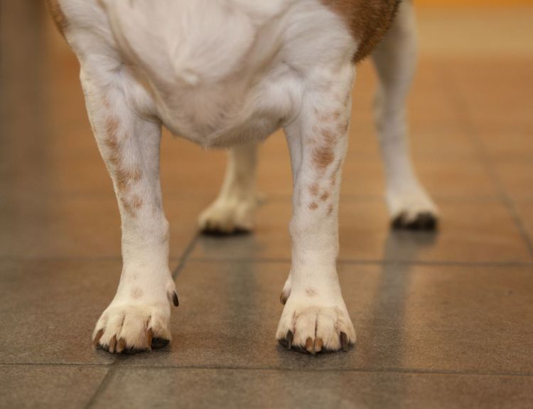 老犬の痙攣【原因】