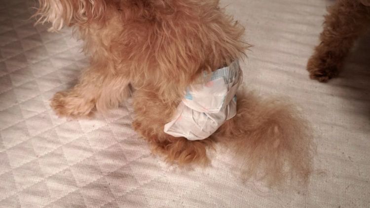 老犬のおむつの問題と対処法①【漏れる】