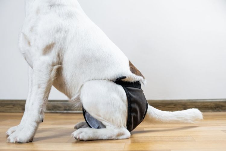 老犬のおむつの問題と対処法②【ずれる・脱げる】