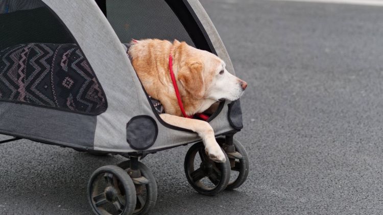 【老犬の散歩】いつまで必要?