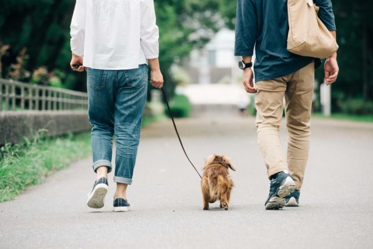 【老犬の散歩】時間や距離は?