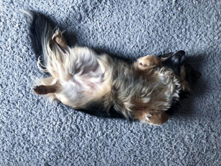 老犬 便秘 原因 理由