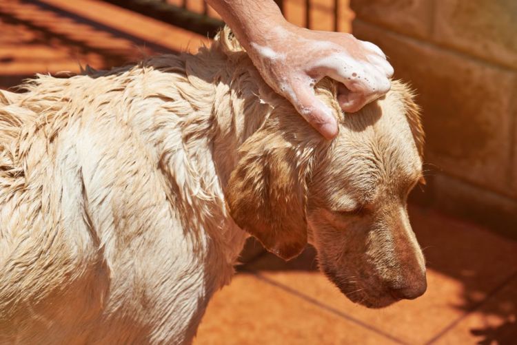 老犬のシャンプー【仕方やコツ、ポイント!】