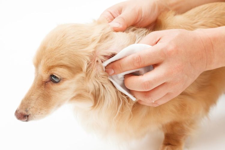老犬のシャンプーのポイント②【準備】