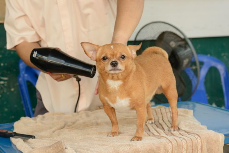 老犬のシャンプーのポイント⑤【乾かし方】
