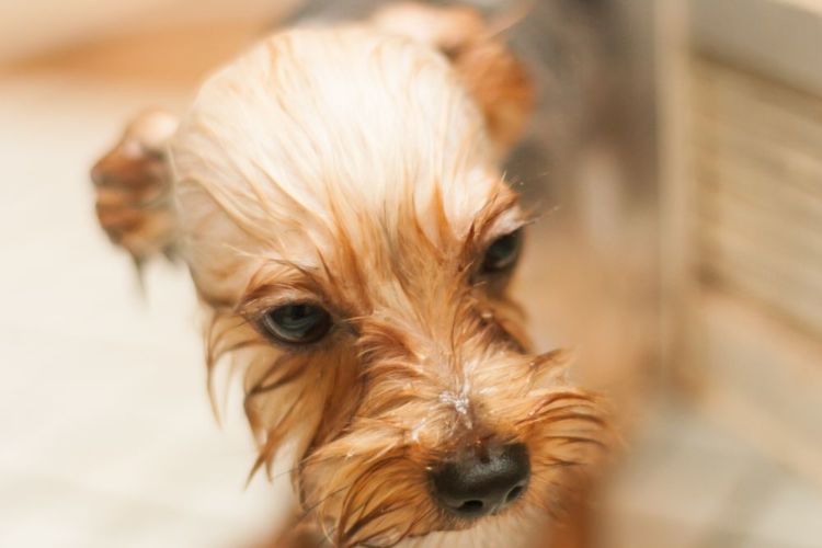 老犬 シャンプー ターンオーバー
