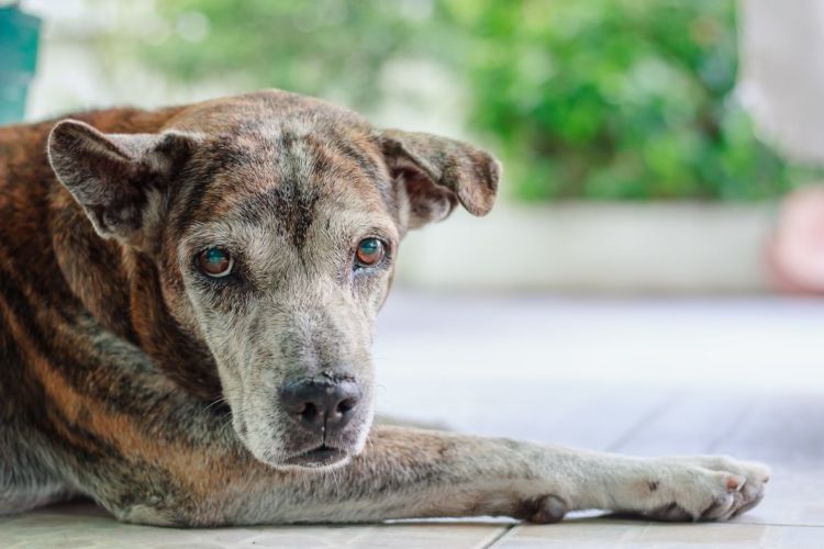 老犬 認知症