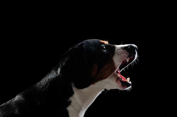 老犬 夜鳴き