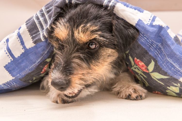 老犬の震え(振戦)「原因」②【病気に関連するもの】