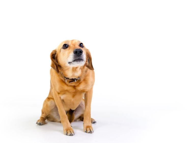 老犬 振戦 震え